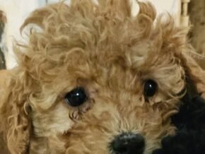 Toy Poodle Tomtom Puppy In Grabill